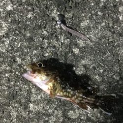 アジ ガシラ メッキ アオリイカ